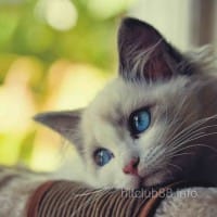 Ảnh đại diện Liễu Thùy My